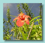 Bora Bora Hike Trail Hibiscus